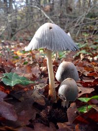 Close-up of mushrooms growing in forest