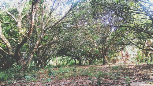 Trees in forest