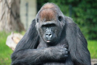 Close-up portrait of gorilla in zoo