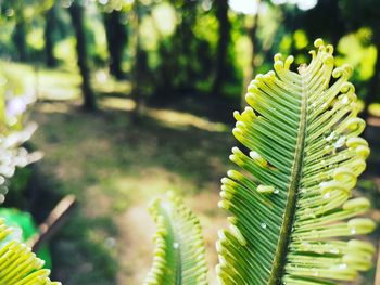 Close-up of fern leaves on tree in forest