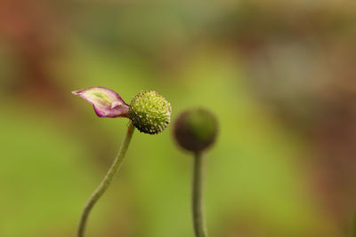 Close-up of flower bud growing outdoors