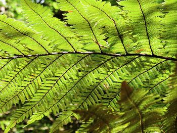 Close up on fern branch