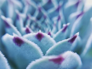 Close-up of flowering plant