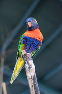 Close-up of parrot