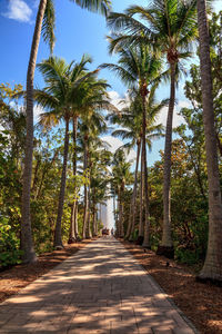 Empty road along trees and plants