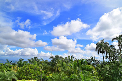 Low angle view of palm trees against sky