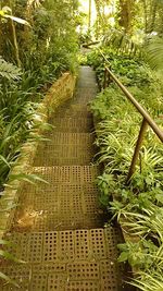 Walkway amidst plants