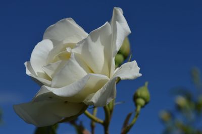 Close-up of white flowers blooming against blue sky