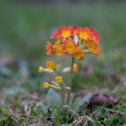 Close-up of yellow flowering plant on field