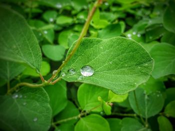 Close-up of wet green leaves