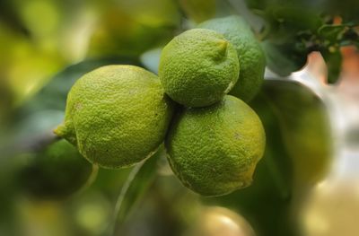 Close-up of fruits growing on tree