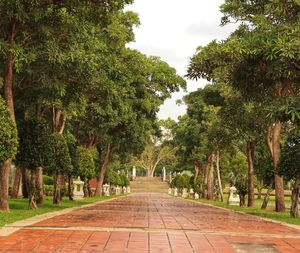 Footpath amidst trees in park