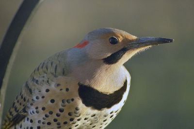 Close-up of male flicker woodpecker