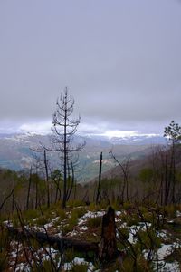 View of snow covered landscape