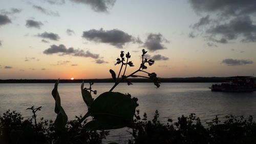 Silhouette tree by sea against sky during sunset