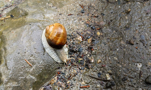 High angle view of snail on rock