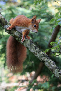 Red squirrel