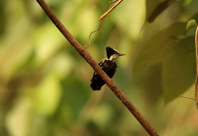 Bird perching on a branch