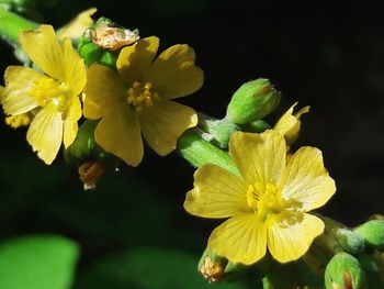 Close-up of yellow flowers