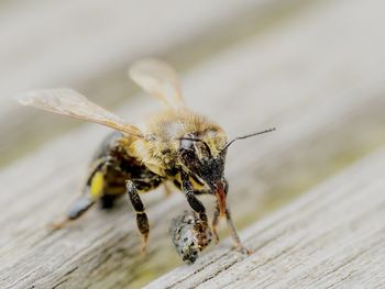 Close-up of bee on wood