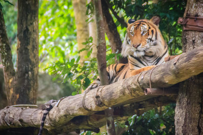 Cat sitting on tree trunk in zoo