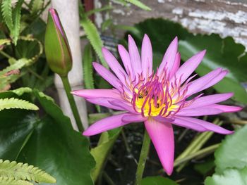 Close-up of pink lotus water lily