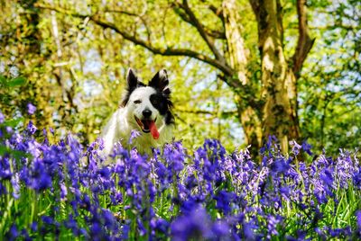 High angle view of dog on purple flower