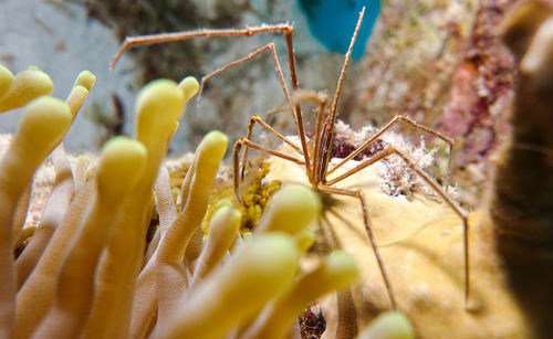 Arrow crab next to and anemone 