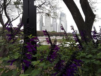 Purple flowering plants and trees against building