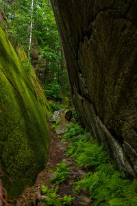 Trees growing in forest