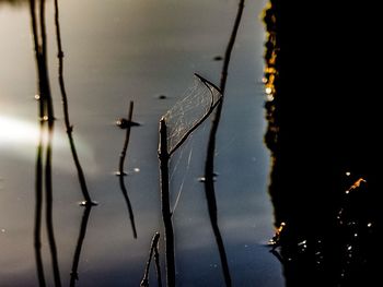 Close up of twigs