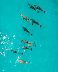 School of dolphins, zanzibar