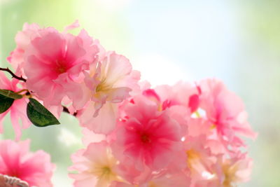 Close-up of pink cherry blossoms