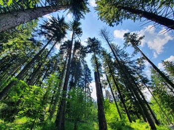 Low angle view of pine trees in forest