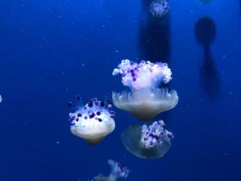 Close-up of jellyfish swimming underwater