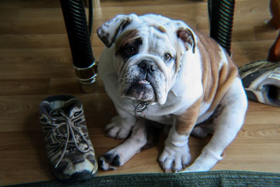 Portrait of english bulldog on hardwood floor at home