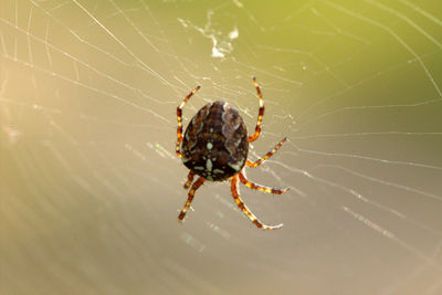 Close-up of spider on web