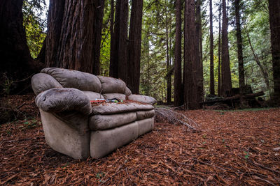 View of tree trunk in forest