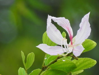 Close-up of flowers blooming outdoors