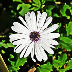 Close-up of white flower blooming outdoors