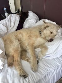 White dog sleeping on bed at home