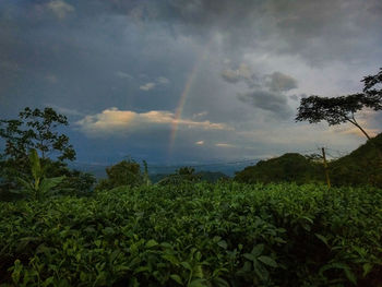 Scenic view of rainbow over land against sky