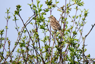 Low angle view of bird perching on branch against sky