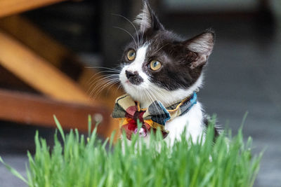 Close-up of a cat looking away