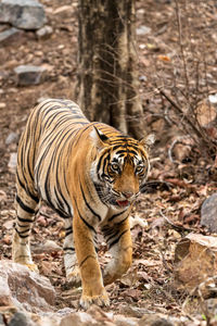 Full length of a cat walking in forest