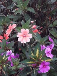 Close-up of pink flowering plants