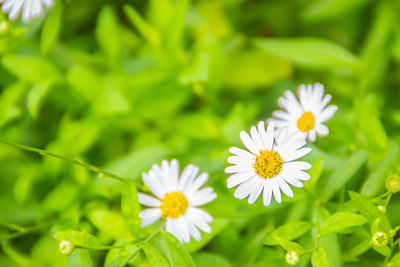 Close-up of white daisy flowers