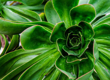 Full frame shot of plant