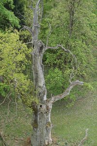 View of tree trunks on field