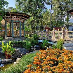 View of plants in garden